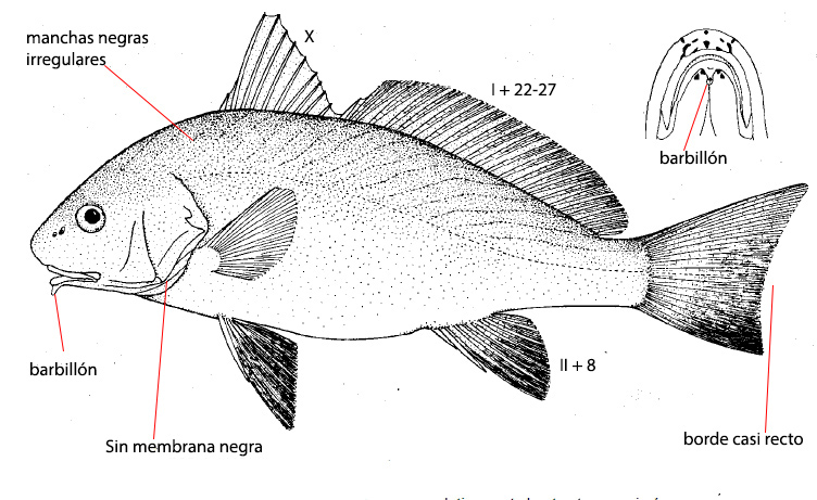 Umbrina ronchus_01.jpg